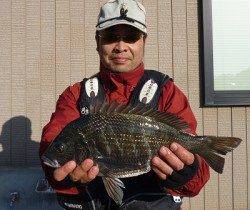 湯浅の磯でフカセ釣り、ナイスサイズのチヌも