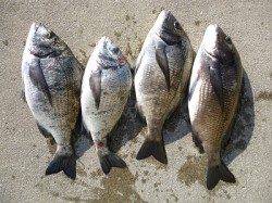 湯浅の磯でフカセ釣り、ナイスサイズのチヌも