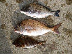 湯浅の磯16日はチヌとマダイが揚がっています♪