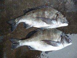 良型のチヌ2枚、フカセ釣りで　湯浅の磯での釣果