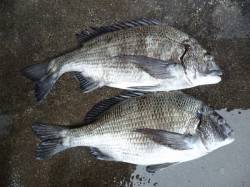 良型のチヌ2枚、フカセ釣りで　湯浅の磯での…