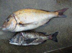 湯浅の磯、フカセ釣りで68cmのマダイキャッチ！