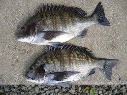 湯浅の磯、フカセでチヌの釣果