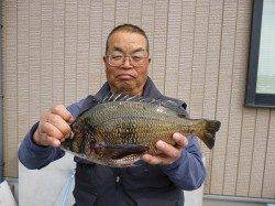 湯浅の磯、フカセでチヌの釣果