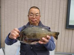 湯浅の磯、フカセでチヌの釣果