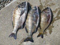 フカセで年無し55cm・ショアジギで81cmのサワラが釣れてます！！