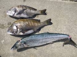 フカセで年無し55cm・ショアジギで81c…