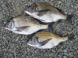 24日　湯浅オキアミフカセ釣果