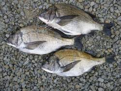 24日　湯浅オキアミフカセ釣果