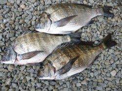 湯浅の磯、フカセでチヌ、釣果も増えてきました♪