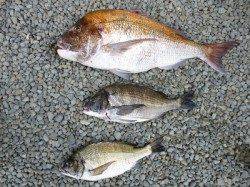 大物マダイの釣果　必見です♪　湯浅の磯フカセ釣りで