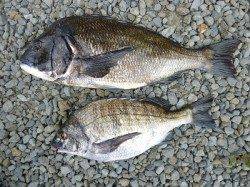 48.5cmの良型チヌを頭に2匹の釣果　湯浅の磯で