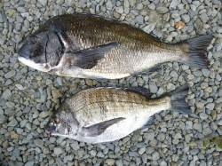 48.5cmの良型チヌを頭に2匹の釣果　湯…