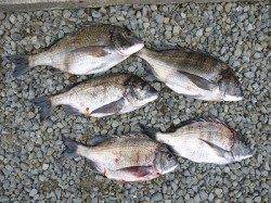 29日、湯浅フカセ釣り　良型チヌが大漁です♪