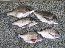 29日、湯浅フカセ釣り　良型チヌが大漁です…