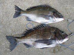 29日、湯浅フカセ釣り　良型チヌが大漁です♪