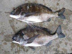 フカセチヌ　どなたも良型を釣られています！