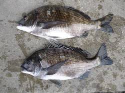 フカセチヌ　どなたも良型を釣られています！…