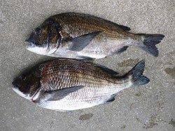 フカセチヌ　どなたも良型を釣られています！