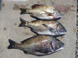 湯浅の磯 フカセのチヌ良型狙える