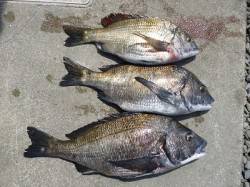 湯浅の磯 フカセのチヌ良型狙える