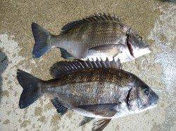 湯浅の磯 フカセのチヌ良型狙える