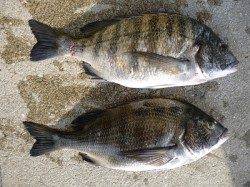 湯浅の磯 フカセでチヌの釣果