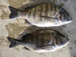 湯浅の磯 フカセでチヌの釣果