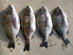 湯浅の磯 フカセでチヌの釣果