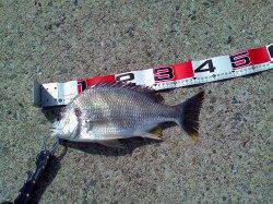 エビ撒き釣りでハネ&キビレ　これからに期待です！