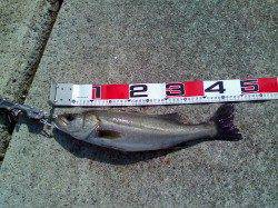 エビ撒き釣りでハネ&キビレ　これからに期待です！