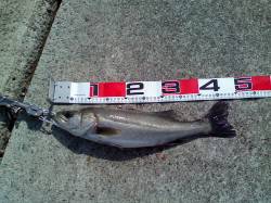 エビ撒き釣りでハネ&キビレ　これか…