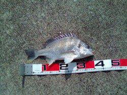 西宮浜 アタリが渋い中エビ撒きでキビレ2尾＆ハネ1尾