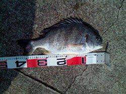 西宮浜 アタリが渋い中エビ撒きでキビレ2尾＆ハネ1尾