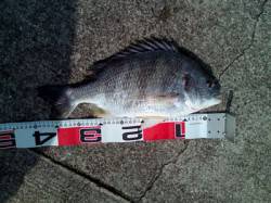 西宮浜 アタリが渋い中エビ撒きでキビレ2尾…