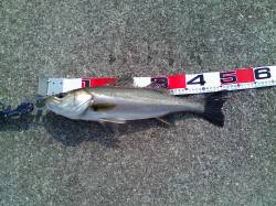 【アタリは小さめ】南甲子園浜エビ撒き釣果