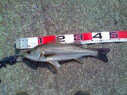 【アタリは小さめ】南甲子園浜エビ撒き釣果