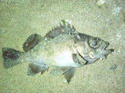 樽井 メバリングでメバル〜20cm4尾！