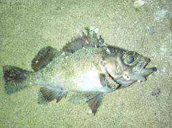 樽井 メバリングでメバル〜20cm4尾！