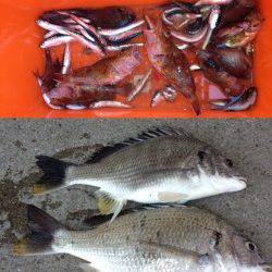 マリーナシティ海釣り公園 連休もイワシやガシラ、キビレ楽しめる