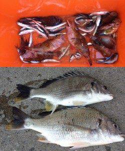 マリーナシティ海釣り公園 連休もイワシやガシラ、キビレ楽しめる