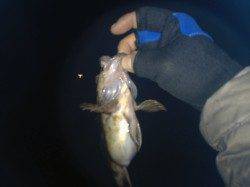 舞洲でメバリング、表層だだ巻きでガシラとメバルGET！