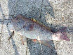 ★アタリは多いです★翼港カンダイ釣果