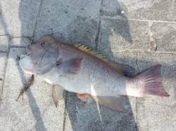 ★アタリは多いです★翼港カンダイ釣果