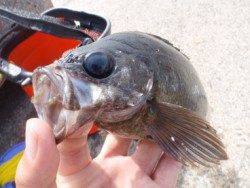 純粋にメバルが居ません！【高田玲欧氏連載記事No.13】