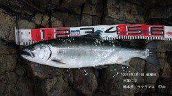 幻の魚、サクラマス【大伴渓児氏連載記事No.12】