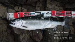 幻の魚、サクラマス【大伴渓児氏連載記事No.12】