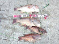 ★アタリは多いです★翼港カンダイ釣果