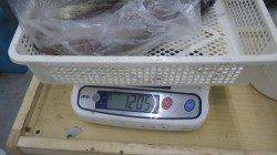 串本新港 ヤエンでアオリ・サビキでサンバソウ