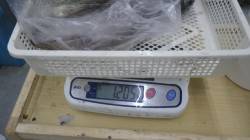 串本新港 ヤエンでアオリ・サビキでサンバソ…